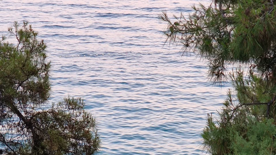 Pine branches framing the sea at Stobreč