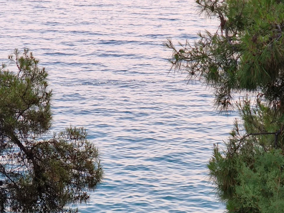 Pine branches framing the sea at Stobreč