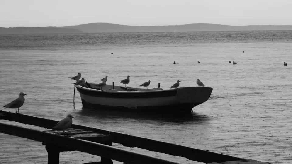 Boat and seagulls beside the coast at Jesenice