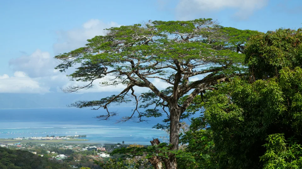 Regional Tahiti landscape with a large tree, coastal buildings and sea near Papeete