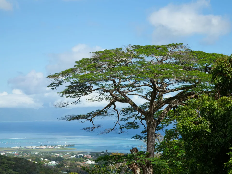 Regional Tahiti landscape with a large tree, coastal buildings and sea near Papeete