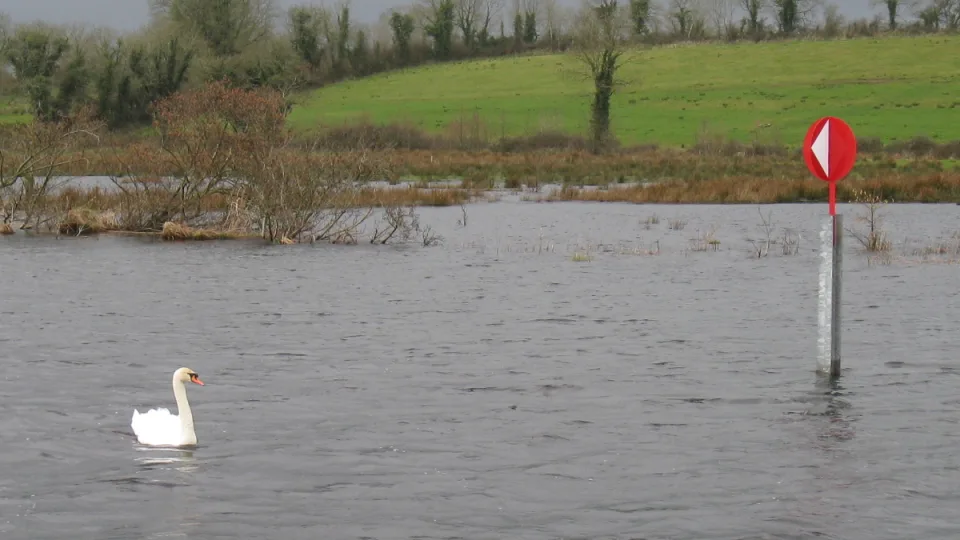 Regional river context: the River Shannon near Carrick-on-Shannon, with a swan, marker and green bank