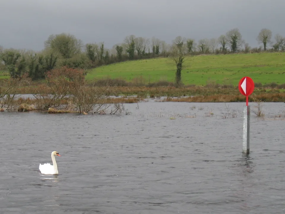Regional river context: the River Shannon near Carrick-on-Shannon, with a swan, marker and green bank