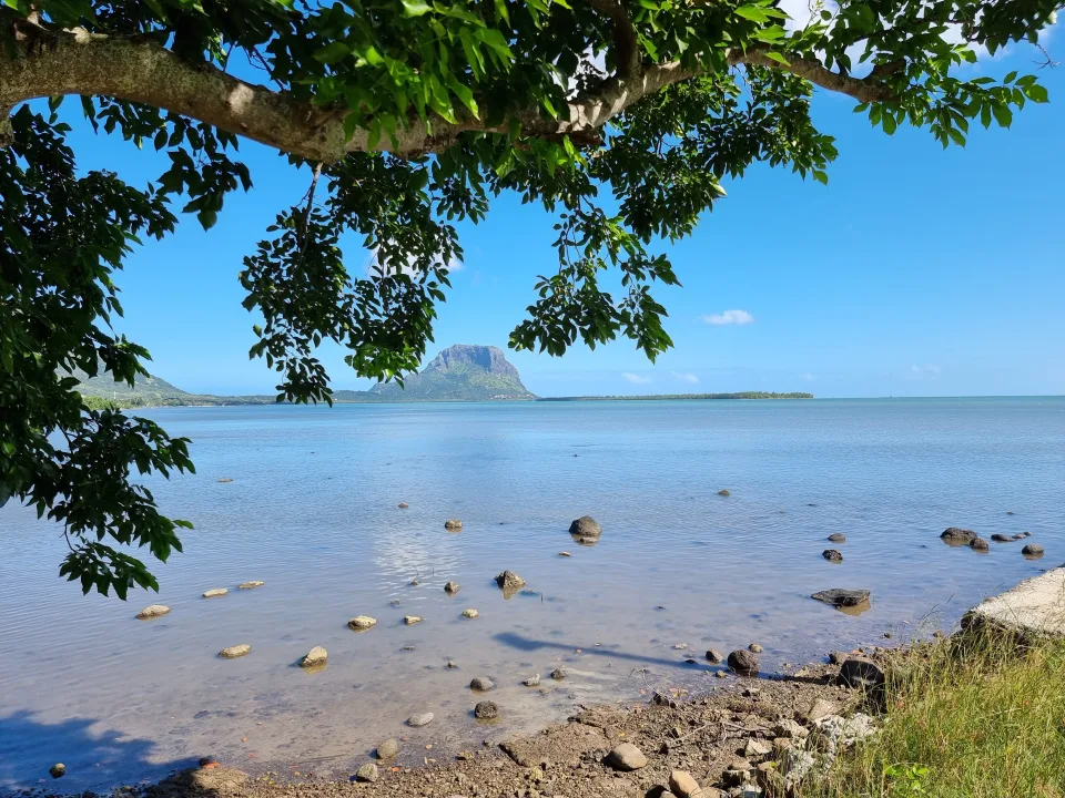 Leaves above coastal water with Le Morne mountain in Mauritius