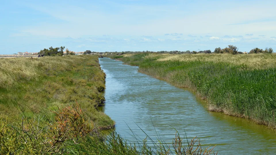A wetland channel alongside the Digue de la Mer near Saintes-Maries-de-la-Mer, Camargue.